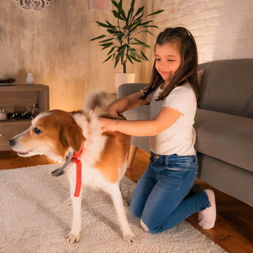 Top 10 Must-Have Dog Toys for Every Playful Pup