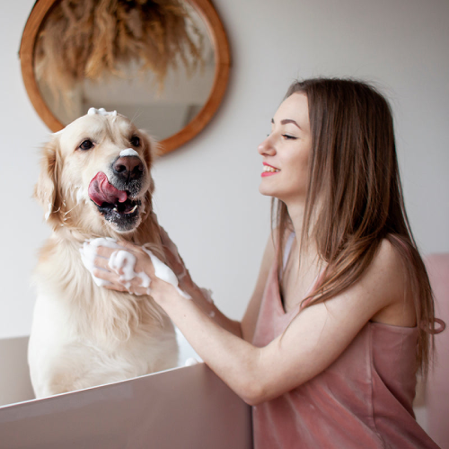 A Guide to Enriching Your Pup's Playtime