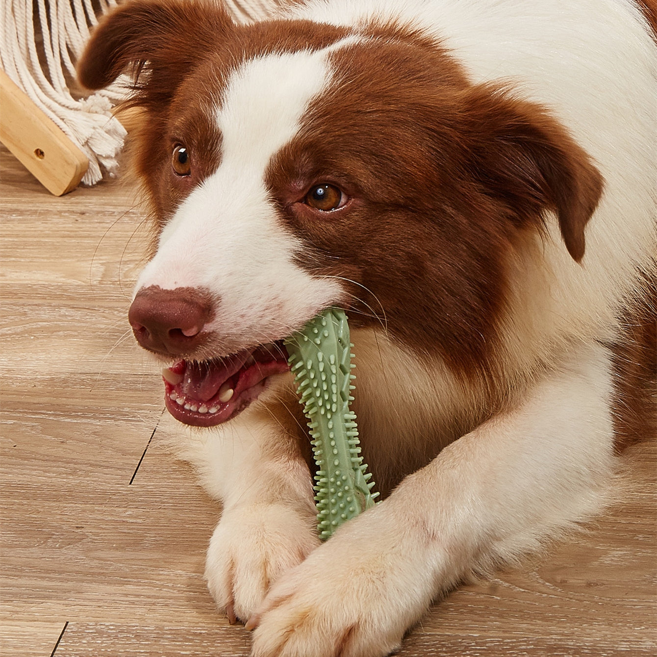 Teeth Cleaning Dog Toy